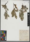 Foto von Salix hastata L.
